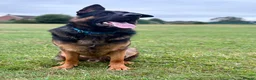 German Shepherd dogs for sale: German Shepherd 1 Year Old - Advert 1