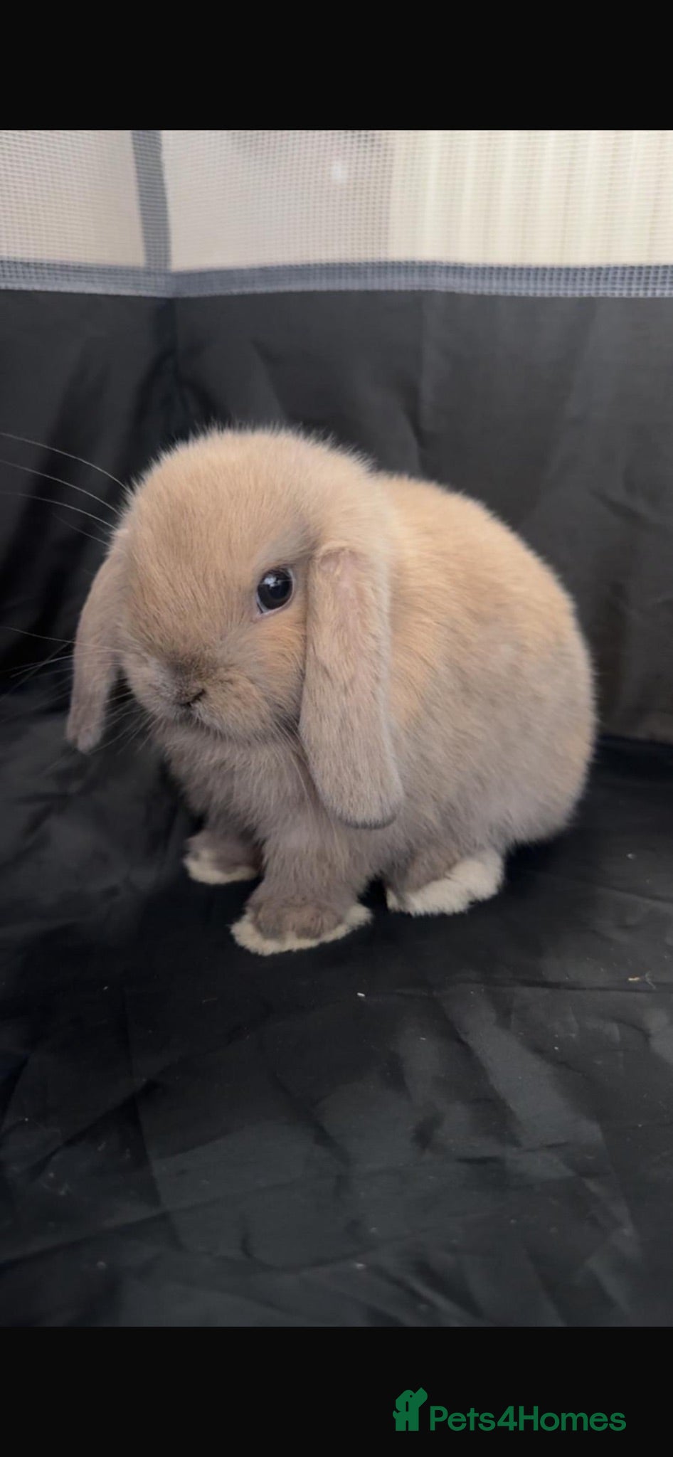 Mini Lop rabbits Baby mini lops - Advert 1