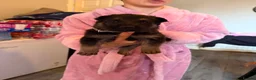 German Shepherd dogs for sale: German shepherd puppies only 4 left  - Advert 14