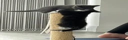 Mixed Breed cats for sale: Lovely half British shorthair half Russian blue  in Godalming - Advert 5