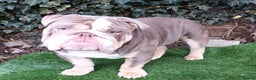 English Bulldog dogs for stud: Dog for stud in Dagenham - Advert 14