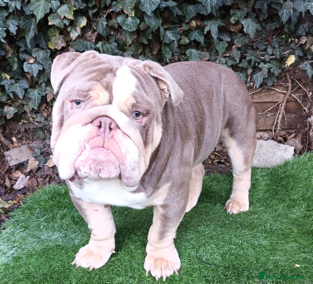 English Bulldog dogs for stud: Dog for stud in Dagenham - Advert 14