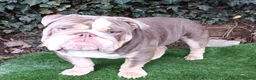 English Bulldog dogs for stud: Dog for stud in Dagenham - Advert 14