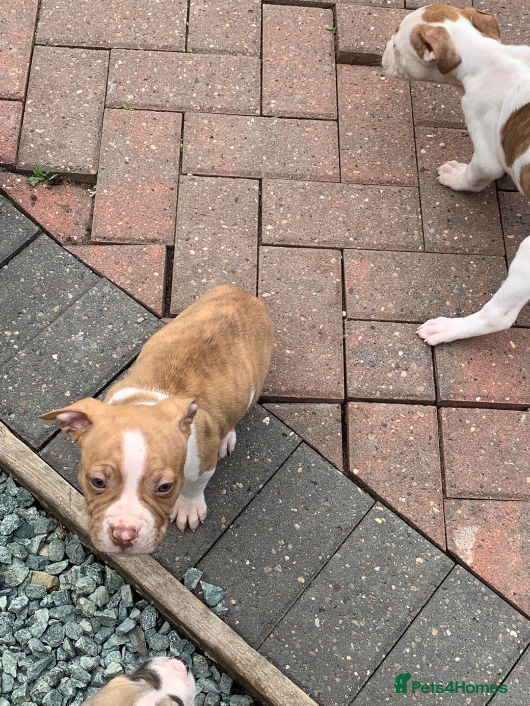 American Bulldog dogs for sale: American bull dogs  - Image 4