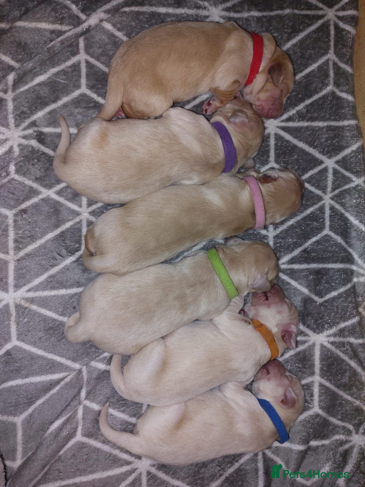 Golden Retriever dogs Golden retriever puppies  - Advert 3