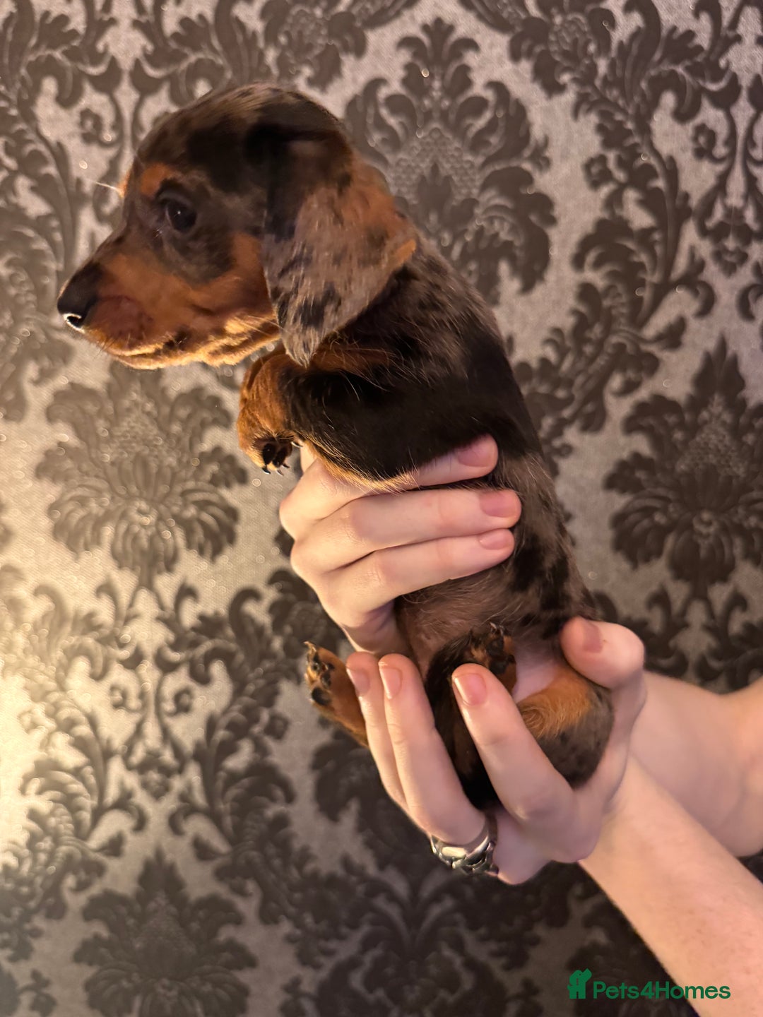Dachshund dogs for sale: **** Absolutely Stunning Babies **** - Advert 23