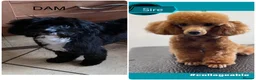 Cavapoo dogs for sale: Health Tested F1b Cavapoos - Advert 22