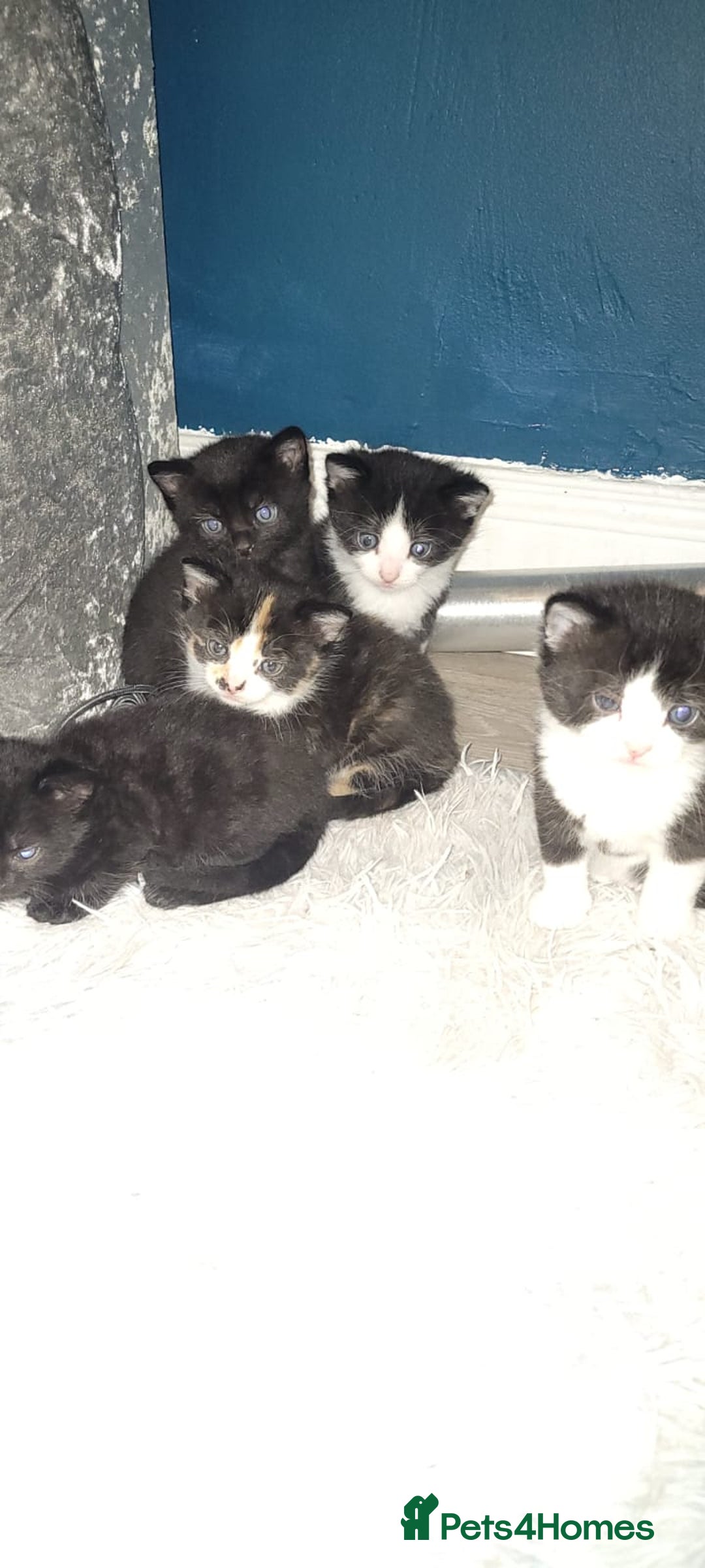 Mixed Breed cats for sale: Kittens looking for loving forever home - Image 9