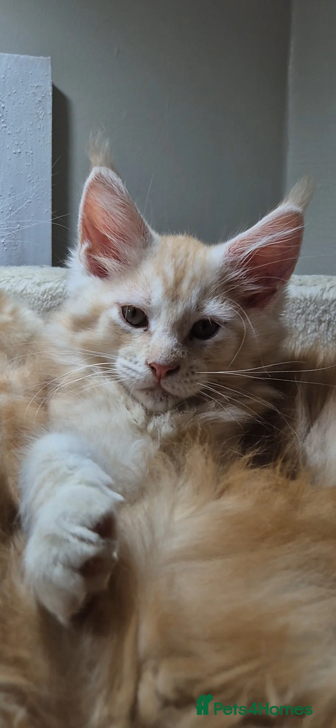 Maine Coon cats for sale: Beautiful Maine Coon boys . - Advert 6