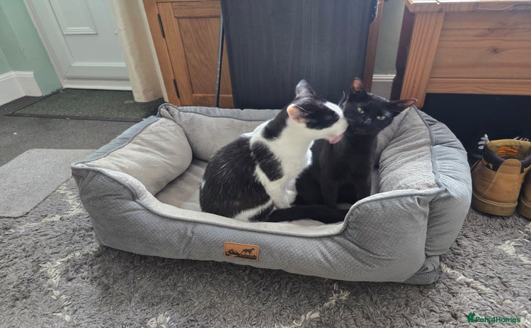 Domestic Shorthair cats - Advert 1