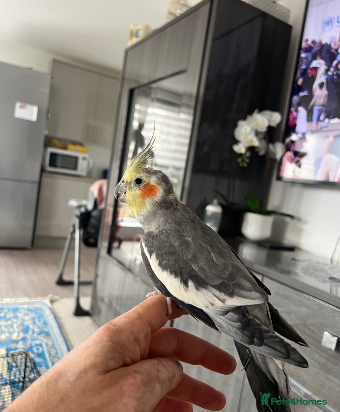 Cockatiels birds for sale: Selling 2 amazing cockatiels  - Image 20