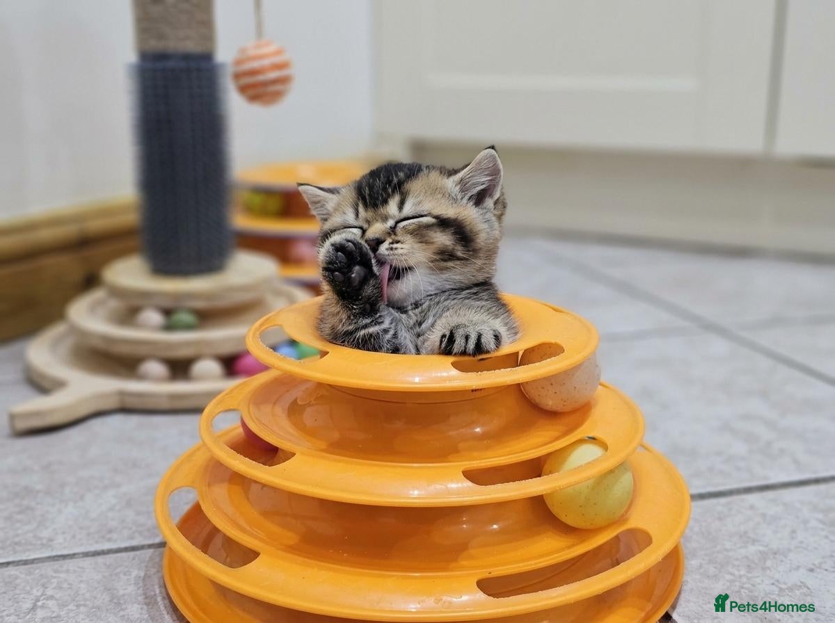 British Shorthair cats Adorable Kitten Ready For Reservation - Advert 1