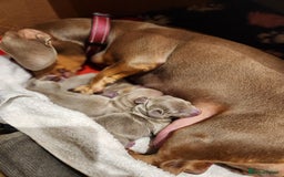 Miniature Dachshund dogs for sale: Stunning miniature dachshund puppies  - Advert 2