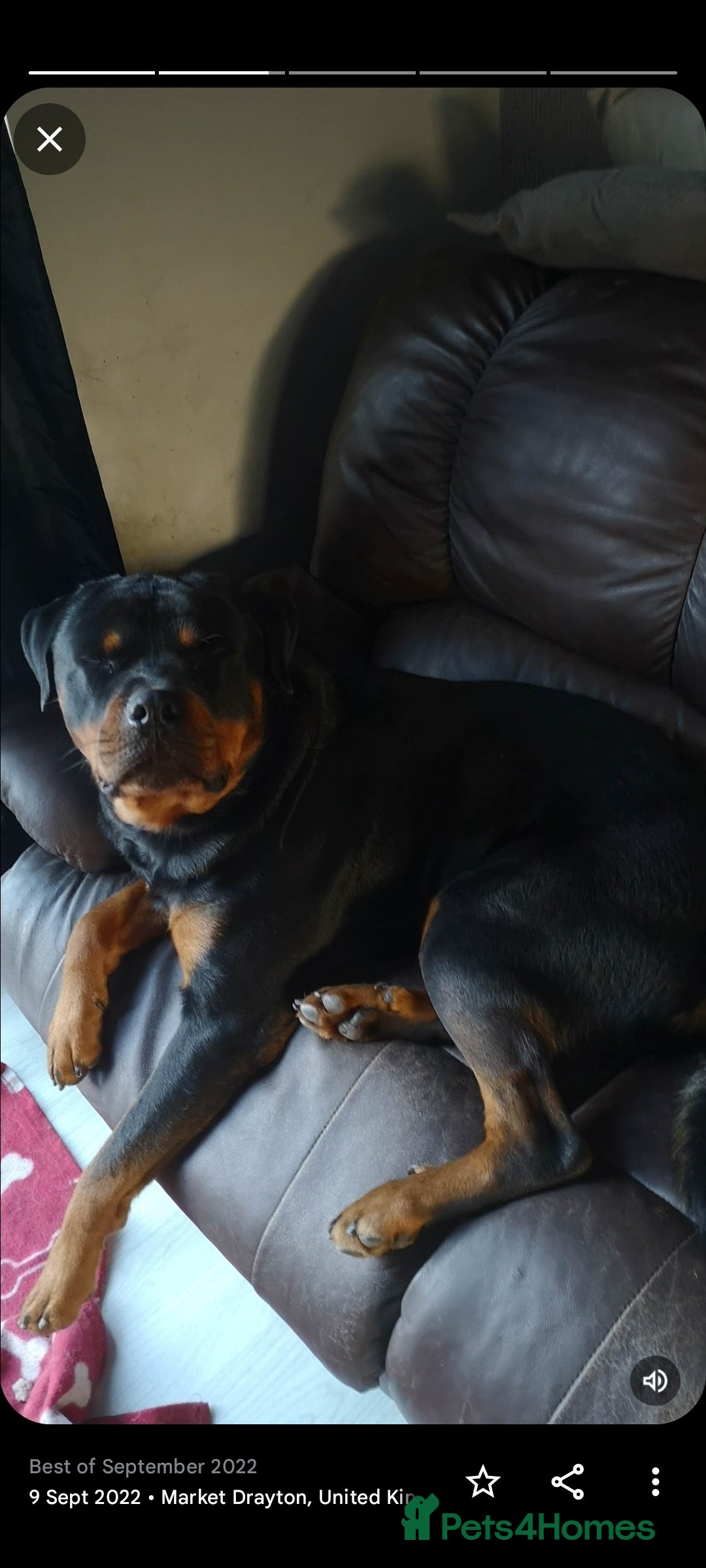 Rottweiler dogs for sale: Big Chunky litter of 7 Rottweilers  - Image 14