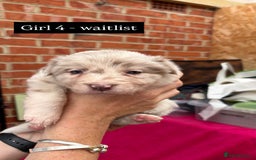 Border Collie dogs for sale: 6.5 weeks old collie puppies for sale  - Image 17