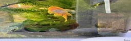 Plecos fish for sale: Golden Bristlenose Pleco L144 Lemon blue/black eye - Advert 9
