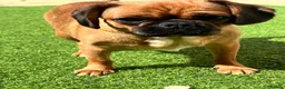 Mixed Breed dogs for sale: Pug cross (pixie,Dusty,Roxie) - Advert 12