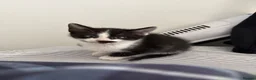 Mixed Breed cats for sale: 5 kittens ready for a loving home in Stoke-on-Trent - Advert 3