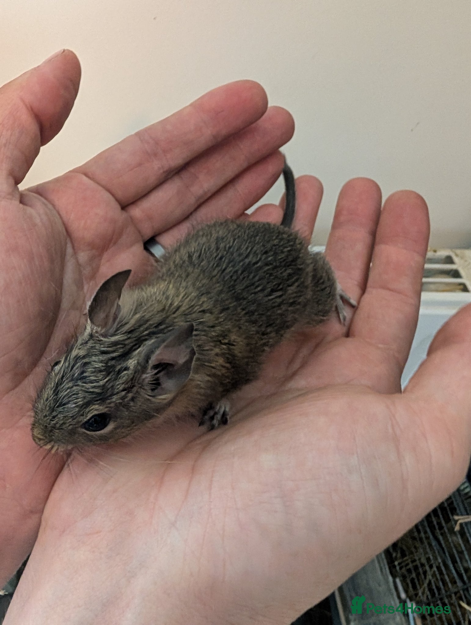 Degus rodents Lovely Degus ready for their forever homes - Advert 2