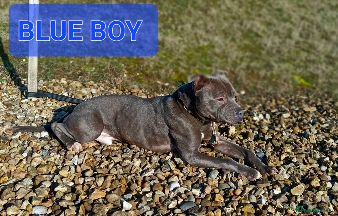 Staffordshire Bull Terrier dogs for stud: BLUE STAFFORDSHIRE BULL TERRIER STUD - Advert 1
