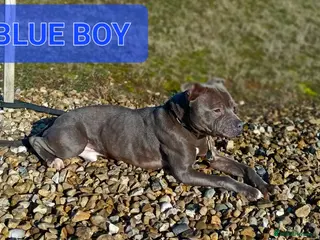 Staffordshire Bull Terrier dogs BLUE STAFFORDSHIRE BULL TERRIER STUD - Advert 16