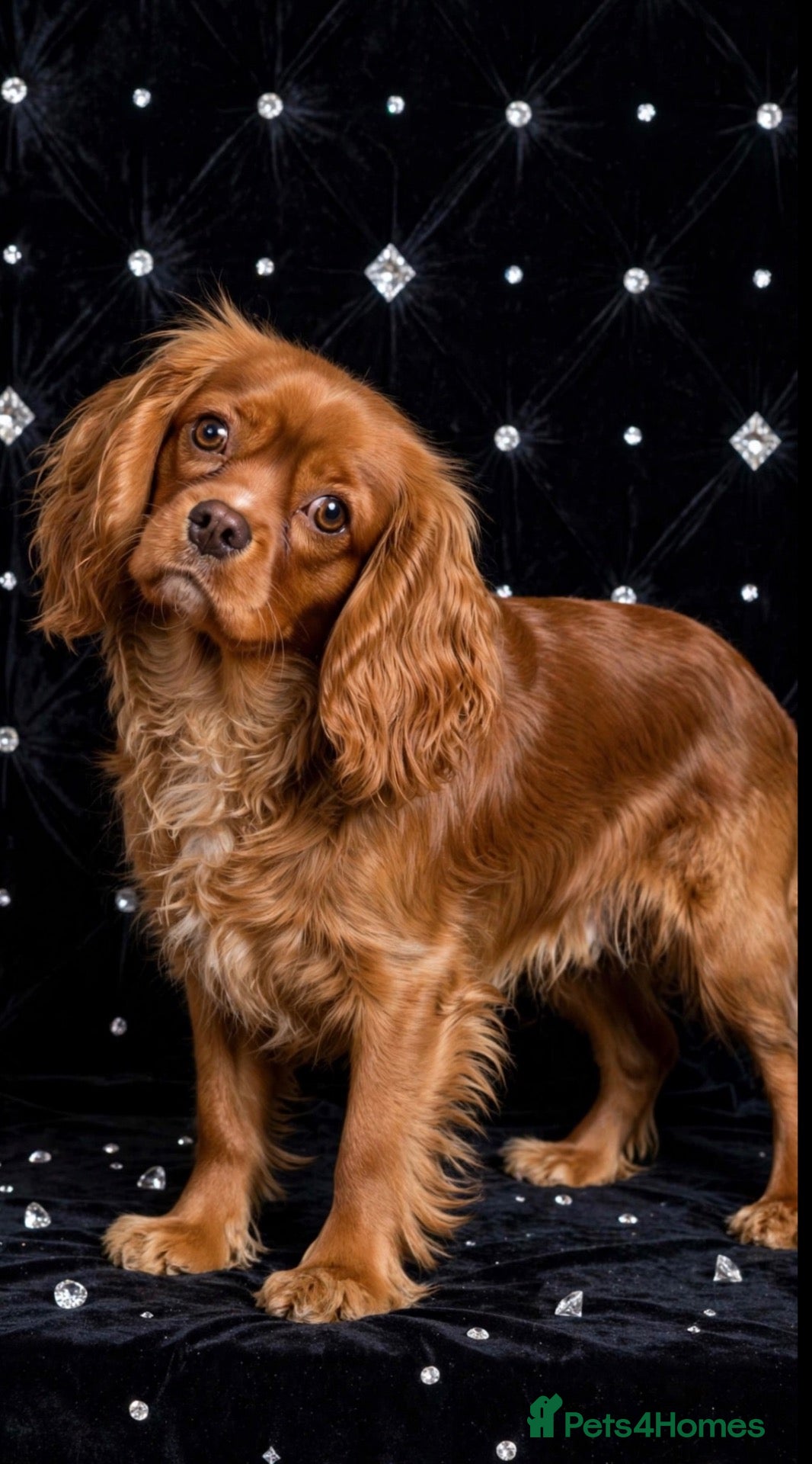 Cavalier King Charles Spaniel dogs RUBY RED *CHOCOLATE CARRIER STUD* - Advert 1