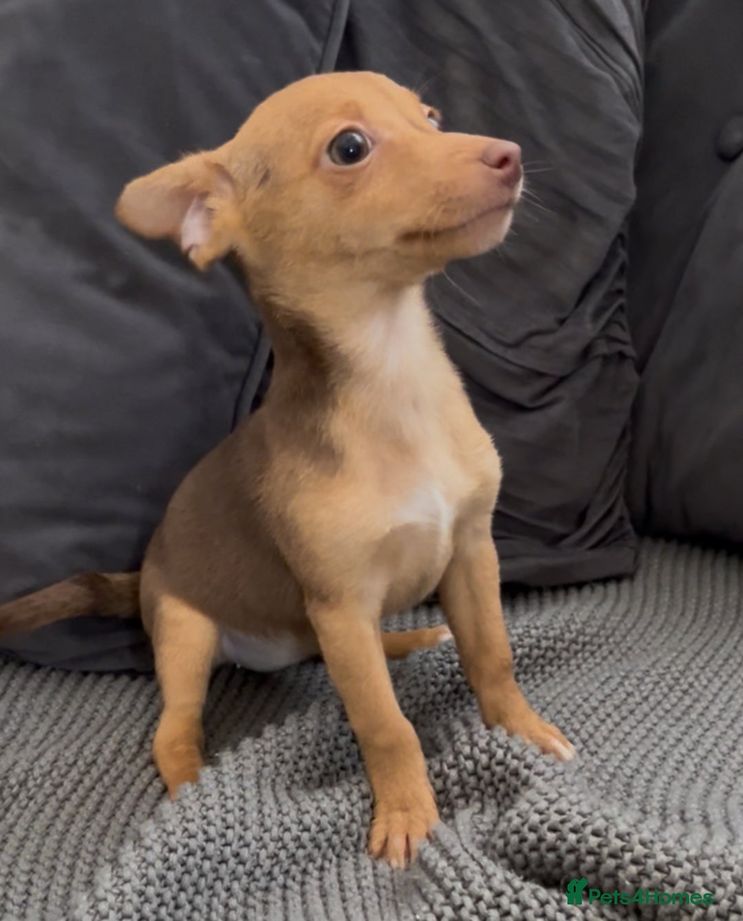 Jack Russell dogs for sale: ❤️Beautiful Jackrussels❤️ - Image 5