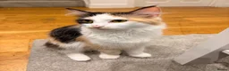 Maine Coon cats for sale: Maine coon - Advert 9