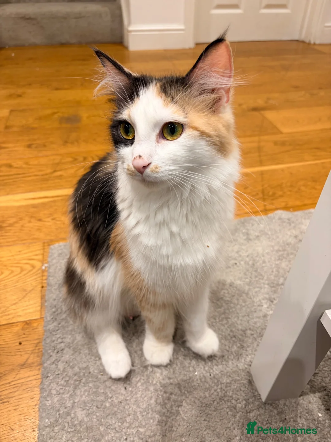 Maine Coon cats for sale: Maine coon - Advert 9