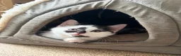 British Shorthair cats for sale: Adorable Kittens Looking for Loving Homes 🐾  - Advert 2
