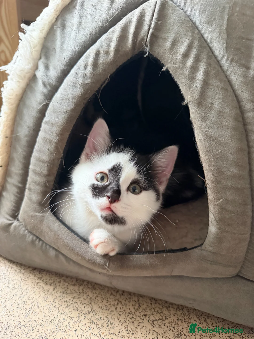 British Shorthair cats for sale: Adorable Kittens Looking for Loving Homes 🐾  - Advert 2
