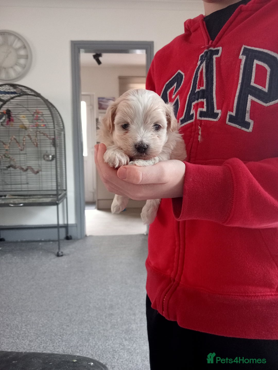 Maltipoo dogs for sale: Stunning Malshipoo pups for sale - Image 4
