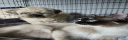 Mixed Breed cats for sale: A Fairytale Romance - Advert 14