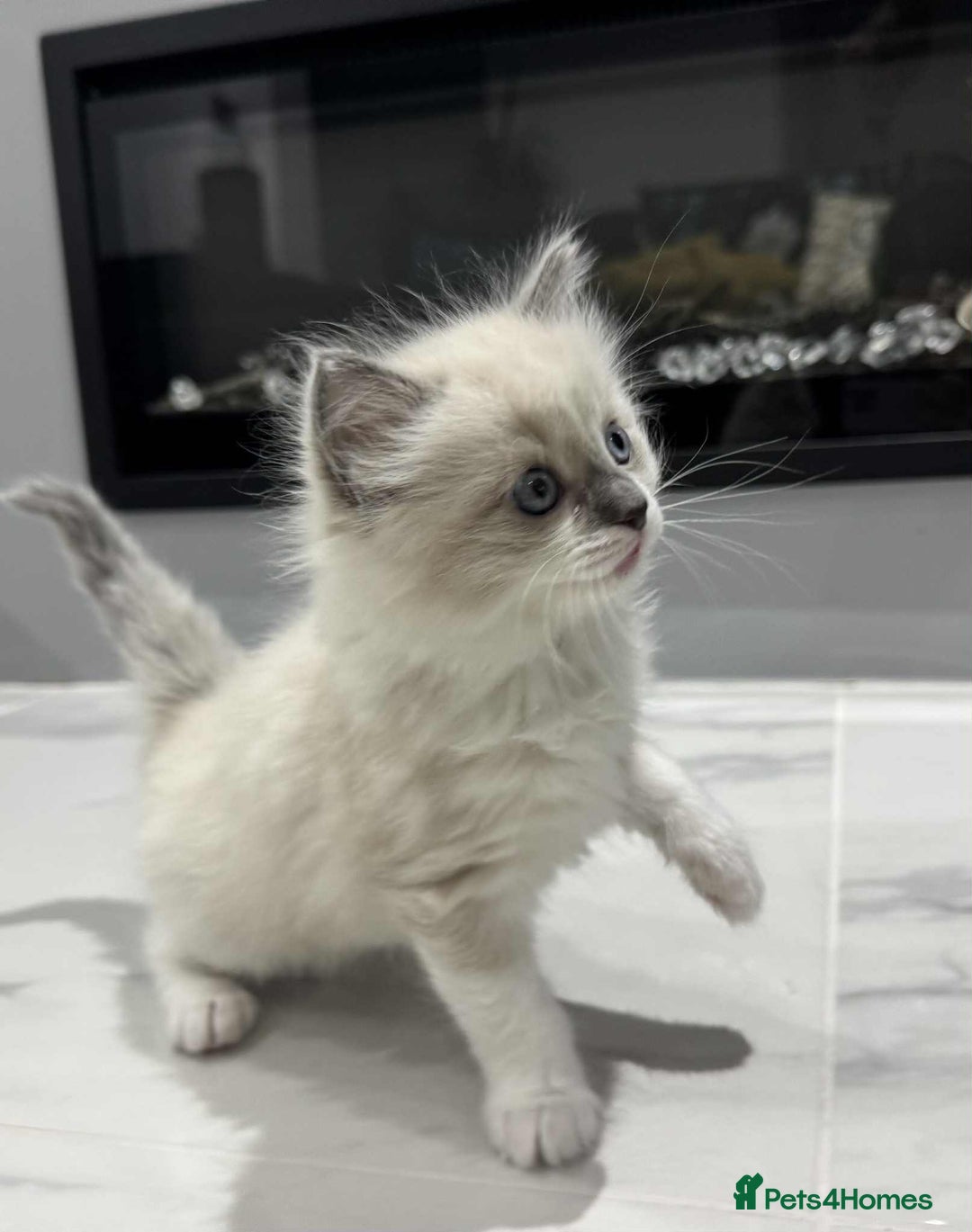 Ragdoll cats for sale: Lovely Ragdoll Kittens  - Advert 6