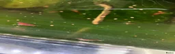 Shrimps fish for sale: Cherry red shrimp for sale  - Advert 10
