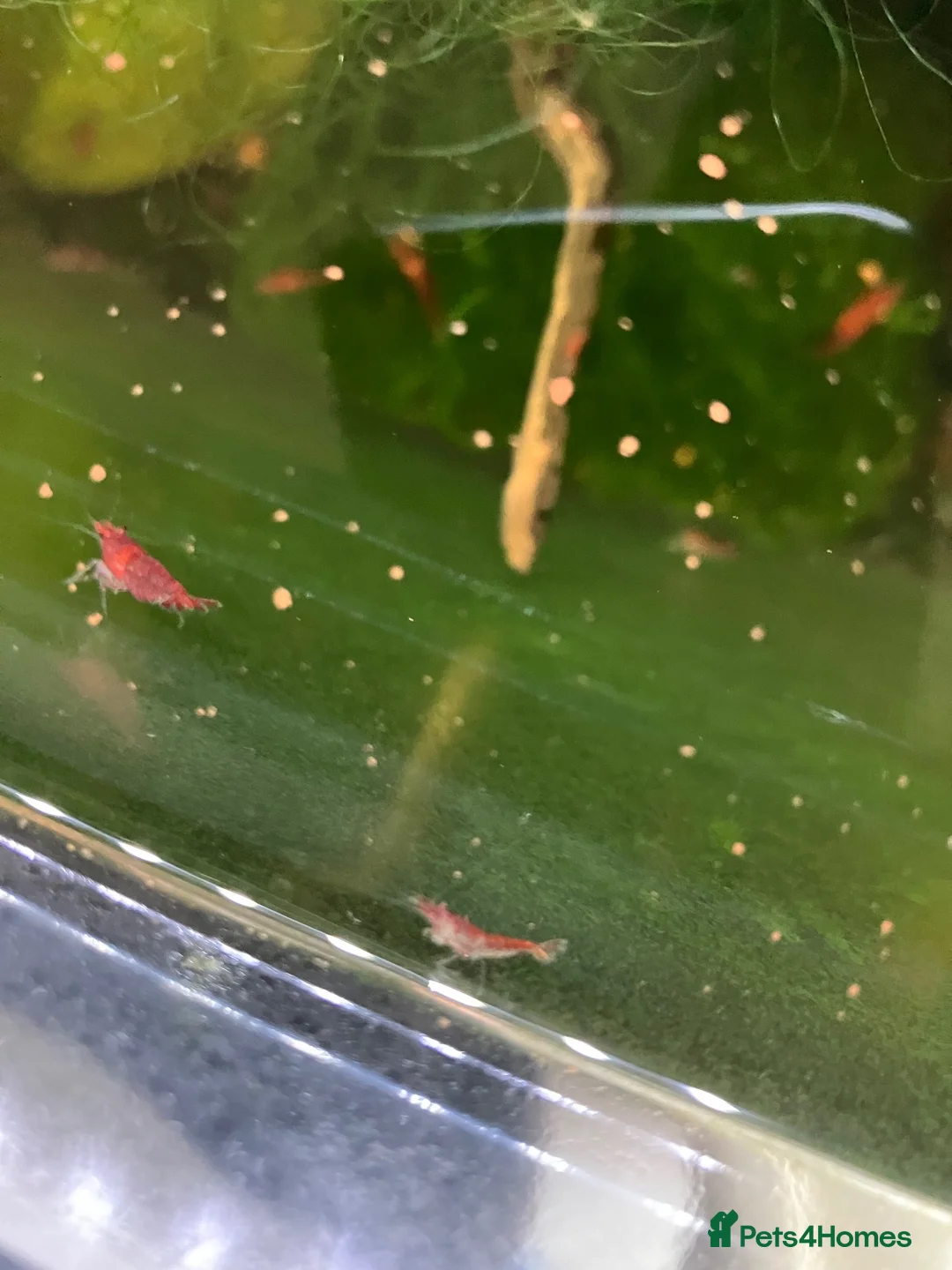 Shrimps fish for sale: Cherry red shrimp for sale  - Advert 10