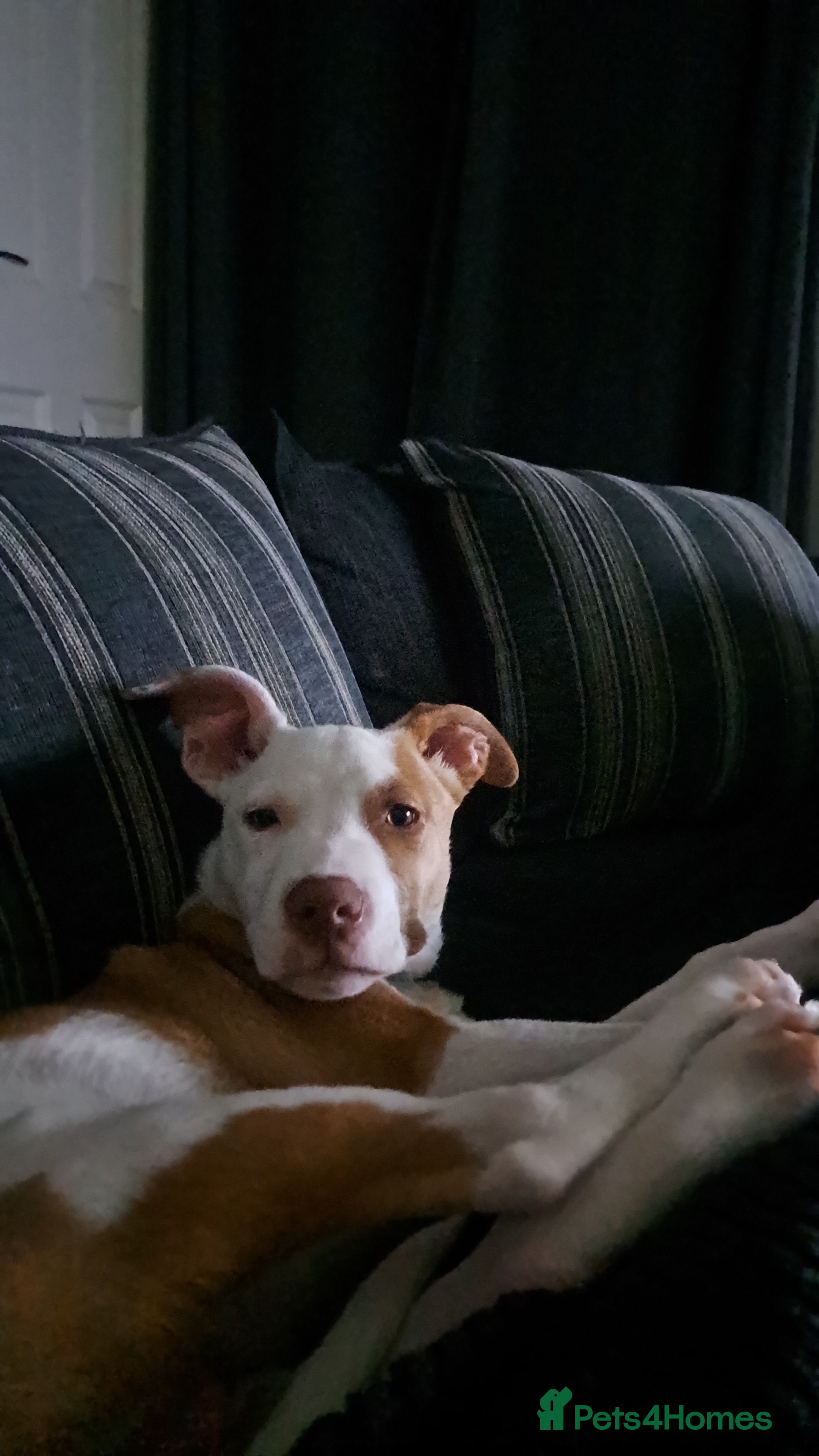 Mixed Breed dogs Male Staffordshire bull terrier x American Bulldog - Advert 1