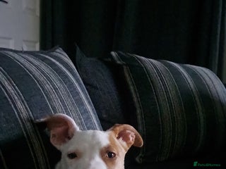 Mixed Breed dogs Male Staffordshire bull terrier x American Bulldog - Advert 1