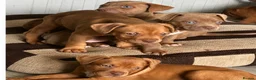 Mixed Breed dogs for sale: Beautiful pups looking for homes - Advert 3