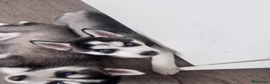 Siberian Husky 4 - Rebel Red