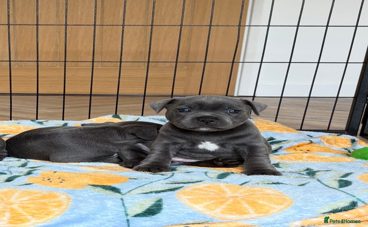 Staffordshire Bull Terrier dogs - Advert 13