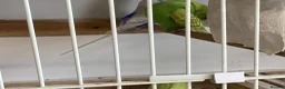 Budgerigars birds for sale: New baby budgies  - Advert 12