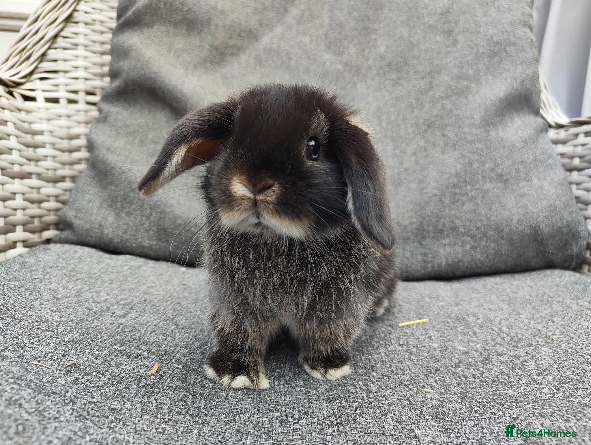 Mini Lop rabbits Stunning partial blue eyed black otter mini lop  - Advert 17