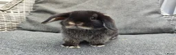 Mini Lop rabbits for sale: Stunning partial blue eyed black otter mini lop  - Advert 1