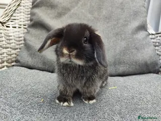 Mini Lop rabbits Stunning partial blue eyed black otter mini lop - Advert 17