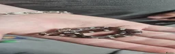 Corn Snake reptiles for sale: Baby corn snakes  in Chesterfield - Advert 8