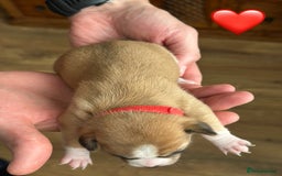 Chihuahua dogs for sale: 6 Gorgeous Chihuahua Puppies 🐶💙🩷🩷🩷🩷💙  - Image 9