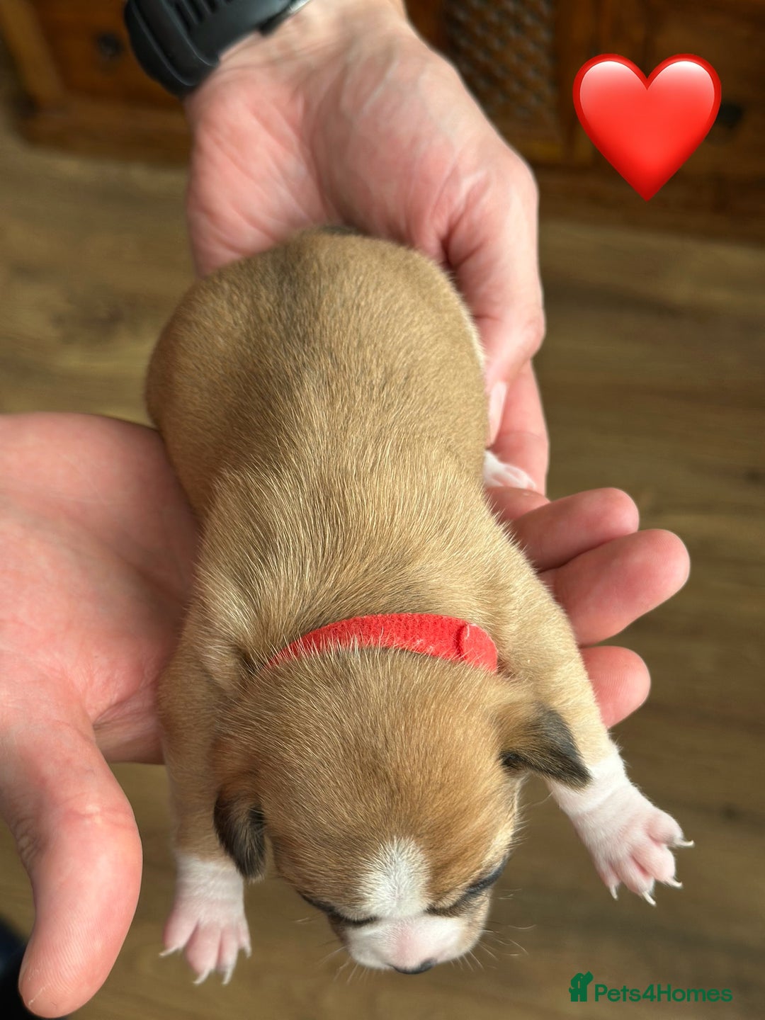 Chihuahua dogs for sale: 6 Gorgeous Chihuahua Puppies 🐶💙🩷🩷🩷🩷💙  - Image 9