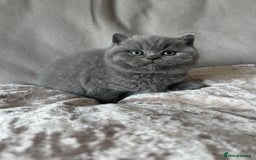 British Shorthair cats for sale:  British Blue kittens - Image 9