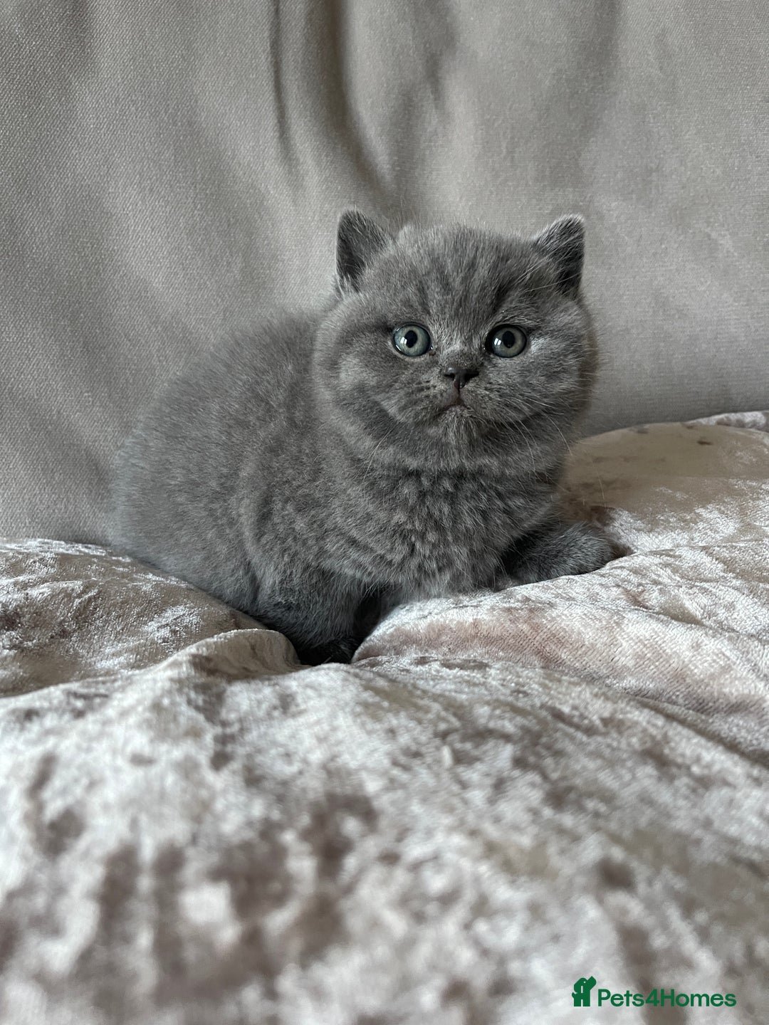 British Shorthair cats for sale:  British Blue kittens - Image 9